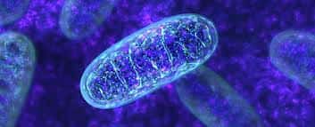 Čeští vědci objevili, jak rakovina využívá mitochondrie – nový směr léčby?
