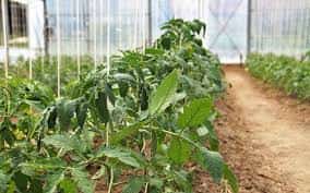 Objevte tajemství lahodných rajčat pomocí běžné domácí suroviny!